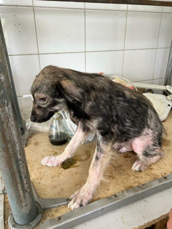 FELLOW (♂) - wird schüchtern! - sollte zeitnahe reisen! - reserviert Tierhilfe Lebenswert DR 21.06.25 – Bild 19
