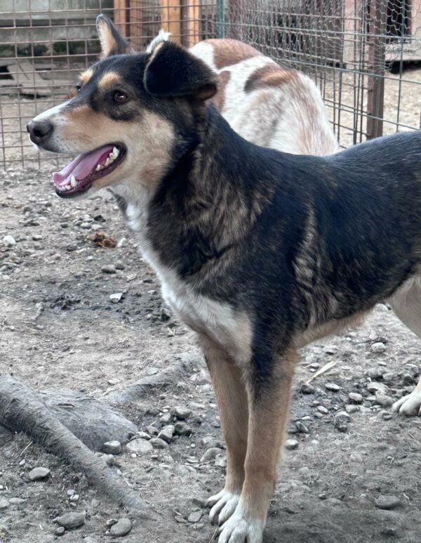 LESKA (♀) – Bild 7