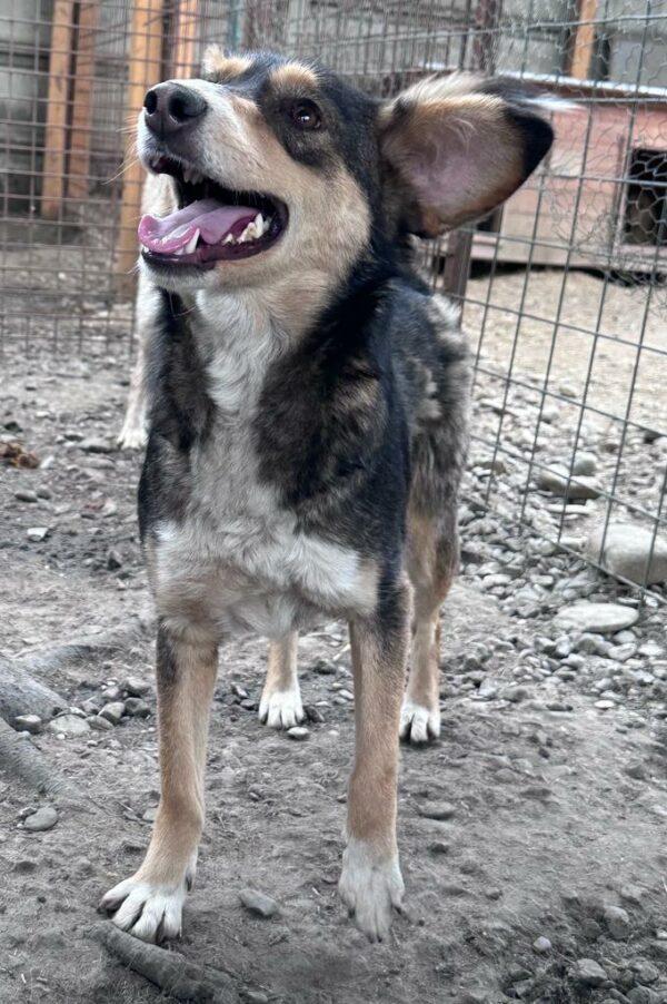 LESKA (♀) – Bild 6