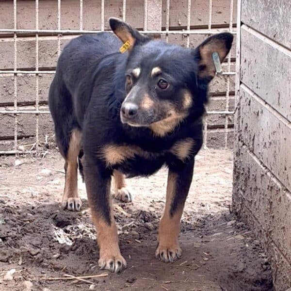 BONITA (♀) – Bild 6
