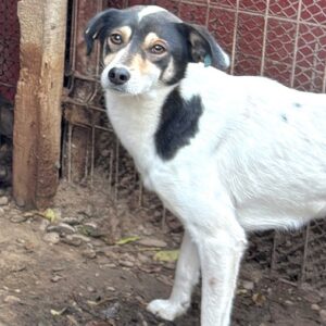 NORIKA (♀) - seit Monaten zu dünn (11/25), seit 2021 im Shelter