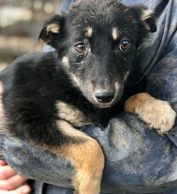 LAYLA - auf PDR PS im PLZ Bezirk 96 - ausgereist
