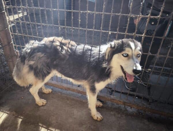 ANNABELLE - ausgereist zur Tierhilfe Lebenswert – Bild 3
