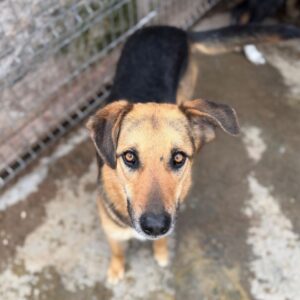 DULCE (♀) - seit Welpe an im Shelter - wurde gebissen (04/26)