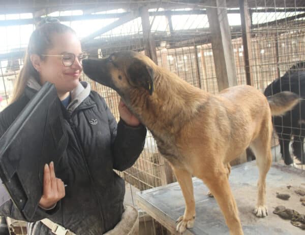 SITARA (♀) - seit mind. 2020 im Shelter - reserviert Tierhilfe Lebenswert DR 22.10.25 – Bild 5