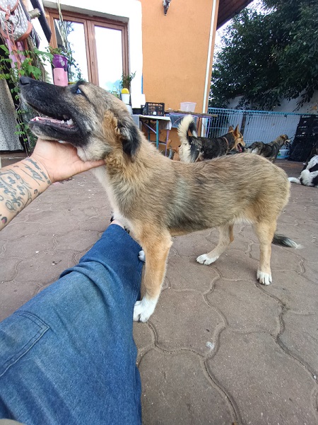 LANAYA - reserviert Tierhilfe Lebenswert DR - vermittelt – Bild 5