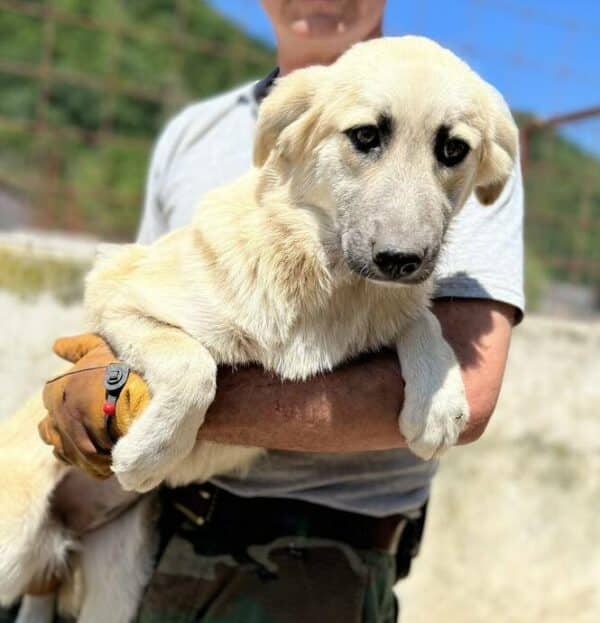 KATHIE (♀) - Notfall im Shelter: Mobbingopfer, Bisswunden  - vermittelt – Bild 11