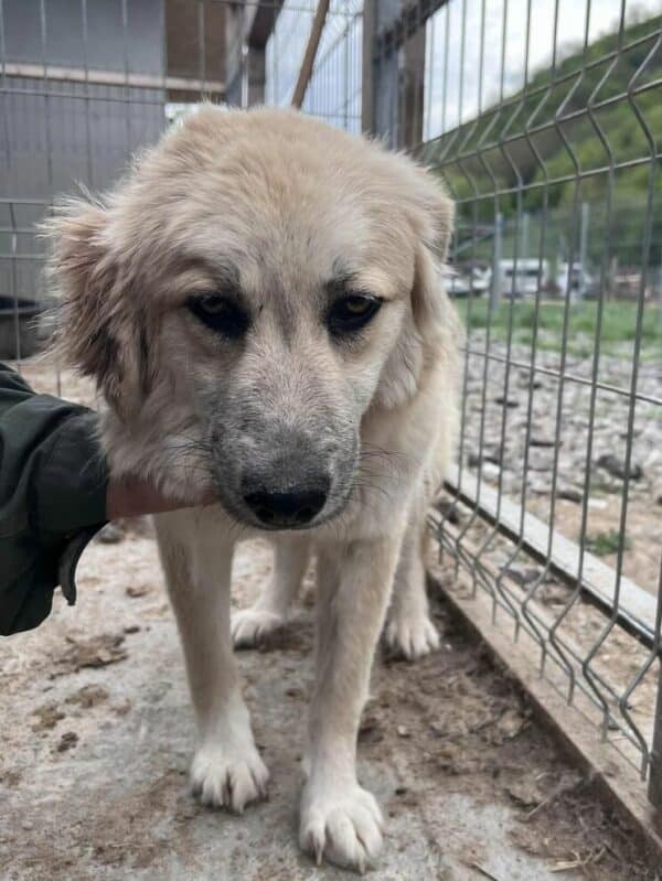 KATHIE (♀) - Notfall im Shelter: Mobbingopfer, Bisswunden  - vermittelt