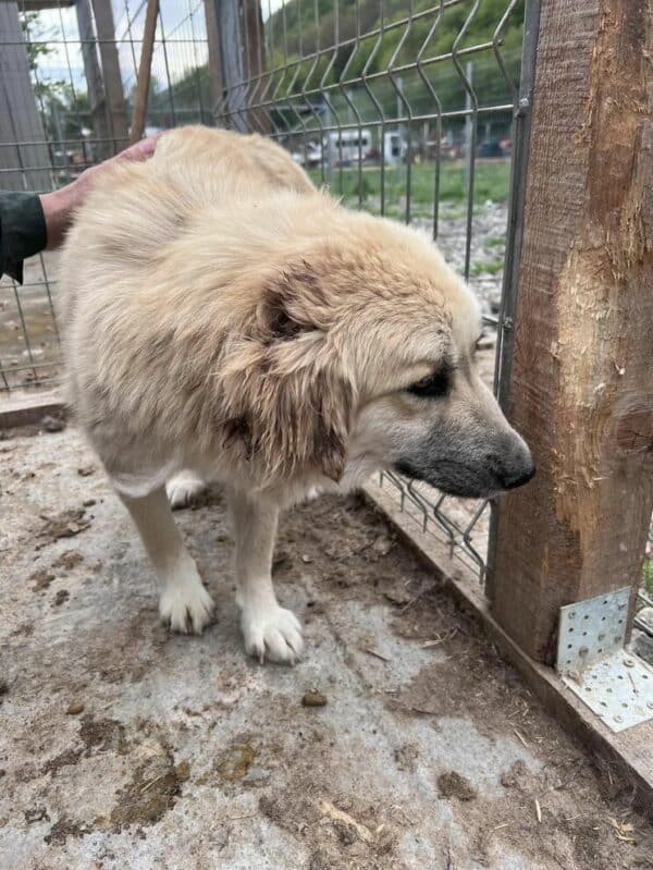 KATHIE (♀) - Notfall im Shelter: Mobbingopfer, Bisswunden  - vermittelt – Bild 3
