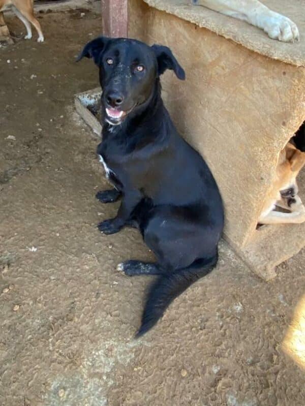 WINSTON (♂) – Bild 12