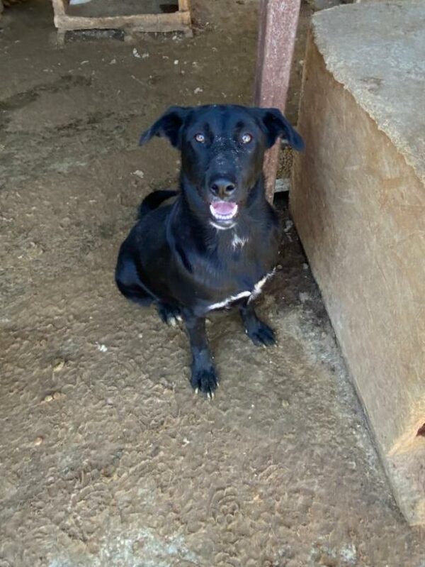WINSTON (♂) – Bild 11
