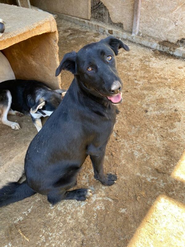 WINSTON (♂) – Bild 13