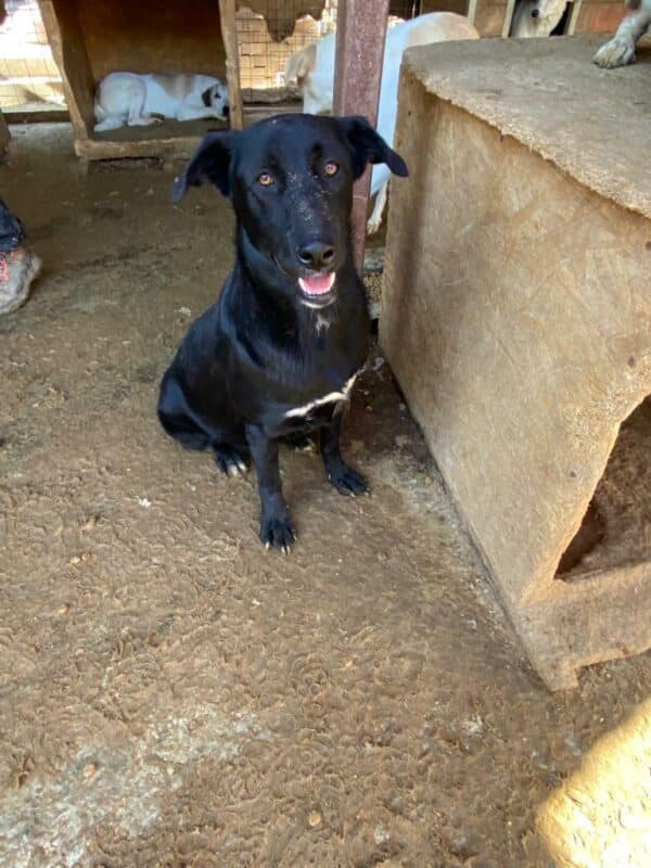 WINSTON (♂) – Bild 14