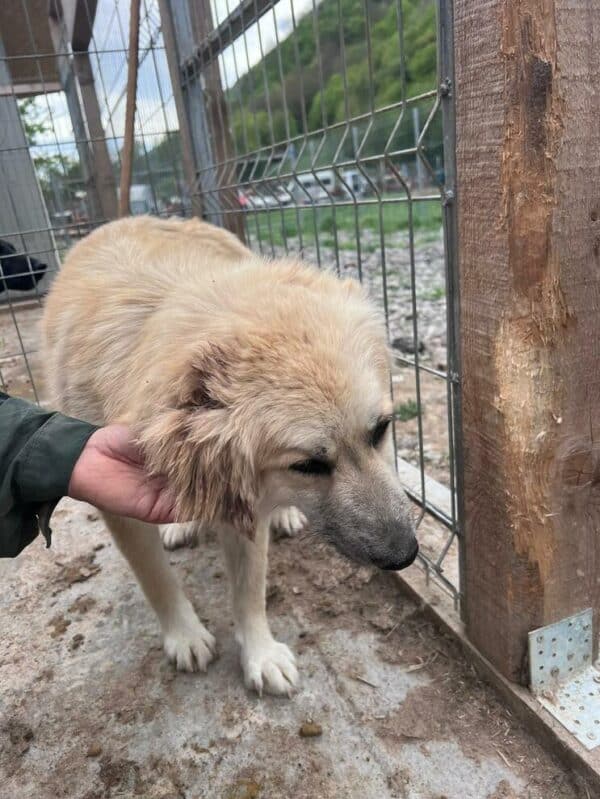 KATHIE (♀) - Notfall im Shelter: Mobbingopfer, Bisswunden  - vermittelt – Bild 2