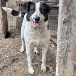 FRANZI (♀) - seit 2023 im Shelter - reserviert TSV Angsthund (AL 24.09.)