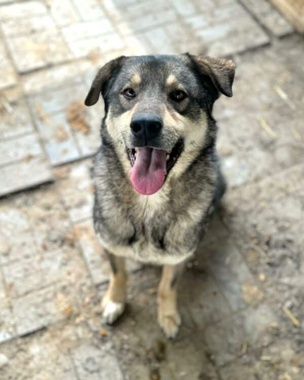DON CARLOS - seit 2019 im Shelter – Bild 4