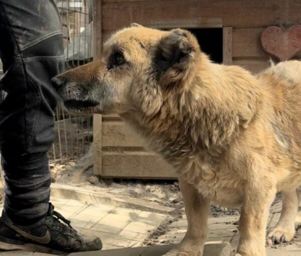 HERBÄRT (♂) - Senior: baut ab, schlechte Zähne - seit mind. 2019 im Shelter - vermittelt LS – Bild 4