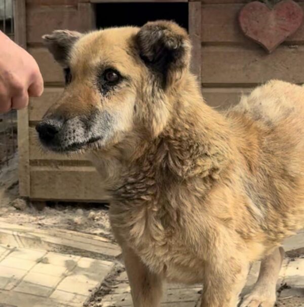 HERBÄRT (♂) - Senior: baut ab, schlechte Zähne - seit mind. 2019 im Shelter - vermittelt LS – Bild 3