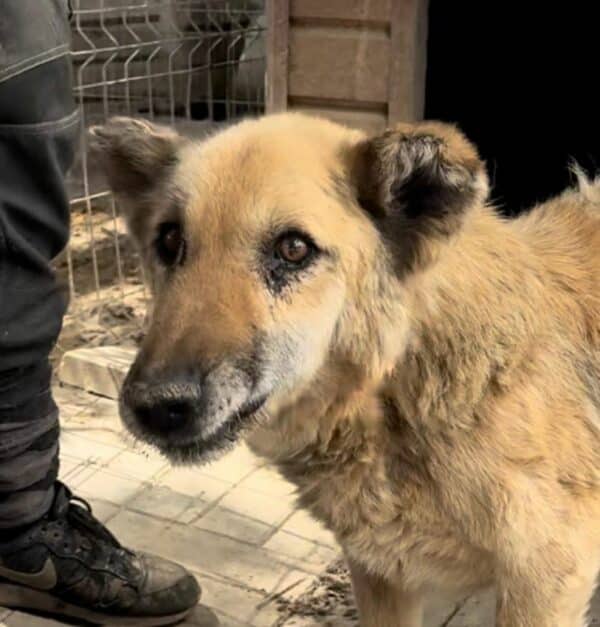 HERBÄRT (♂) - Senior: baut ab, schlechte Zähne - seit mind. 2019 im Shelter - vermittelt LS – Bild 5