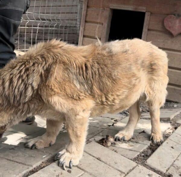 HERBÄRT (♂) - Senior: baut ab, schlechte Zähne - seit mind. 2019 im Shelter - vermittelt LS – Bild 2