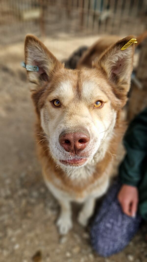 CAIUS (♂) – Bild 4