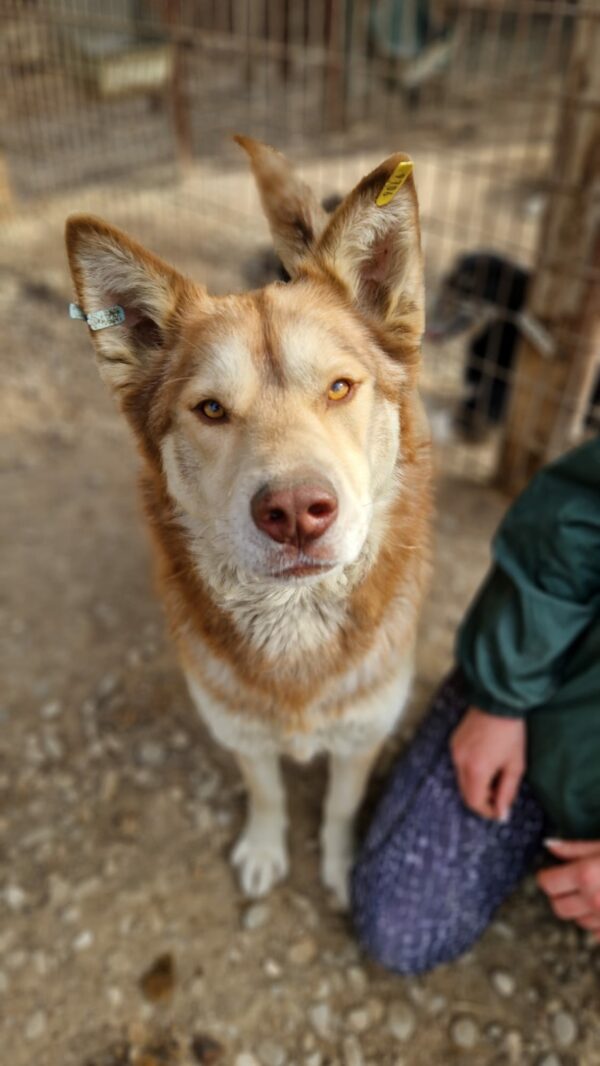 CAIUS (♂) – Bild 3