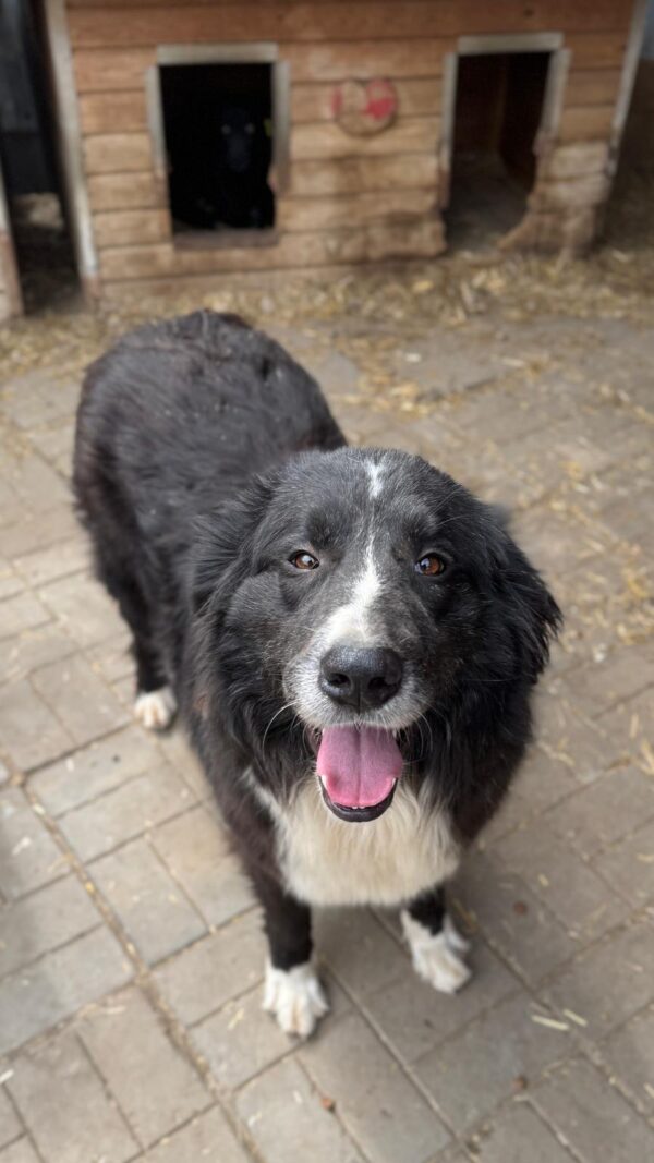 CANA (♀) – Bild 2