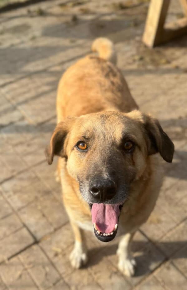 HOTCH (♂ )- seit mind. 2021 im Shelter – Bild 2