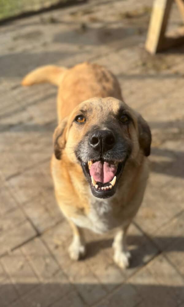 HOTCH (♂ )- seit mind. 2021 im Shelter – Bild 3