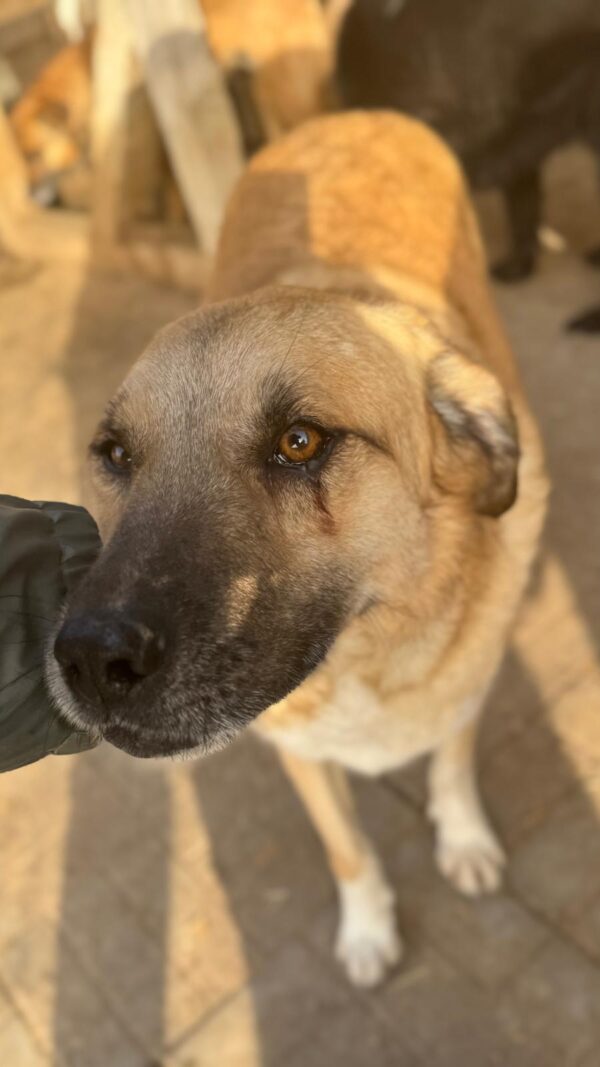 HOTCH (♂ )- seit mind. 2021 im Shelter – Bild 4