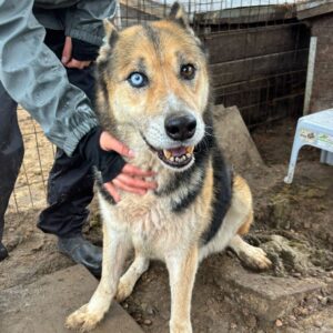 LUM (♂) - Notfall - schwache Hinterhand - seit mind. 2021 im Shelter