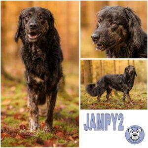Jampy (♂) in 68642 Bürstadt
