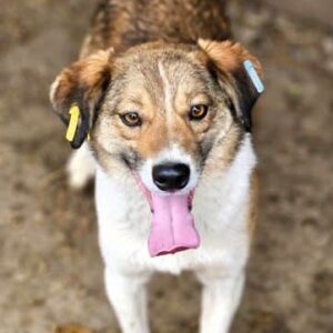 JOOST (♂) - weint verzweifelt am Zaun