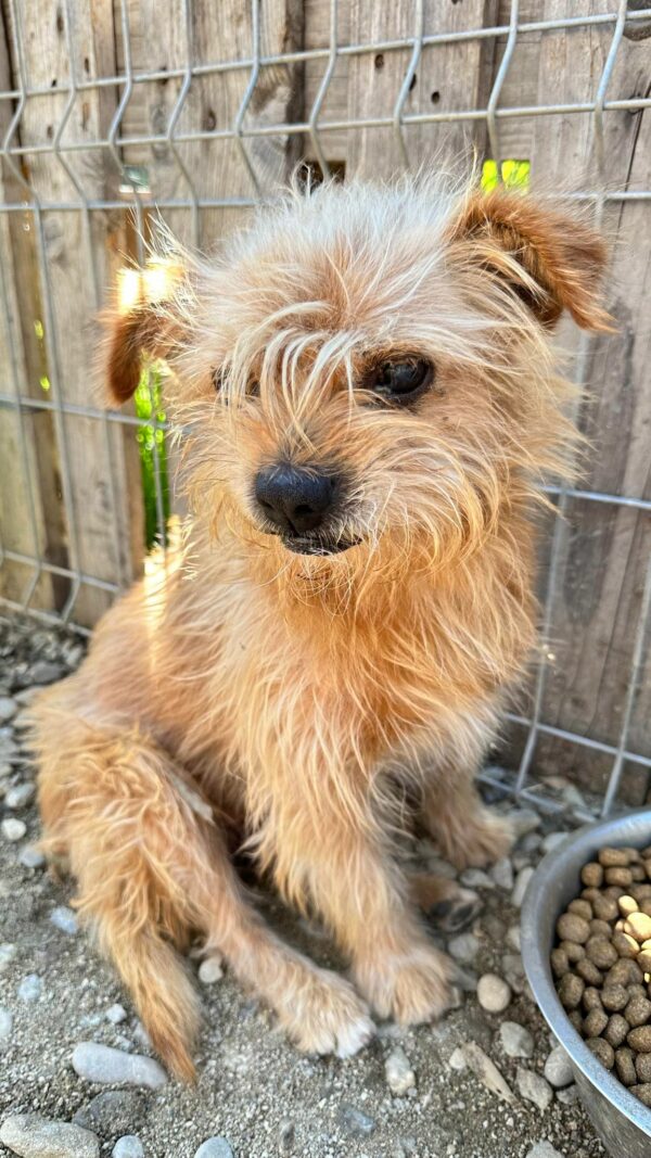 DERRICK - vermittelt Betty