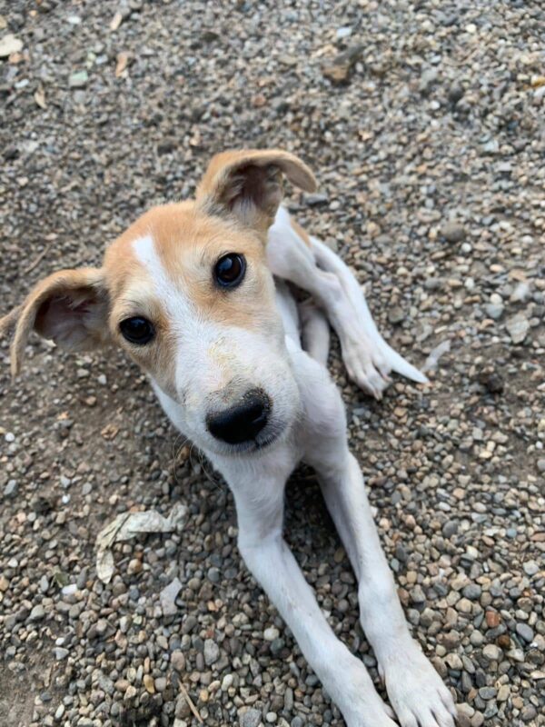 BANJO - reserviert Betty – Bild 6