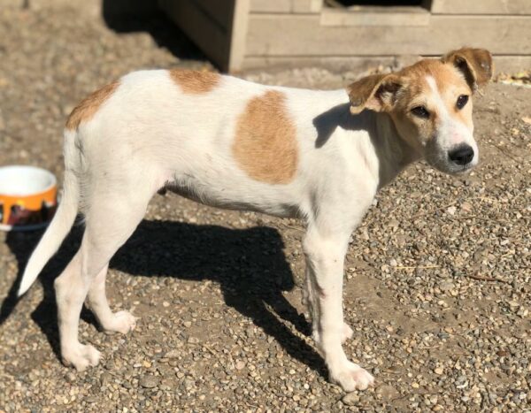 BANJO - reserviert Betty – Bild 8
