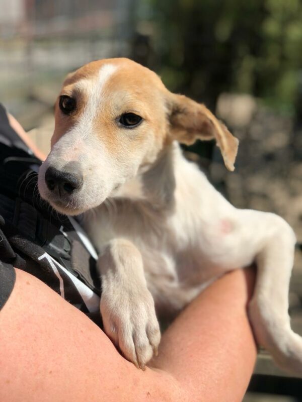 BANJO - reserviert Betty – Bild 2