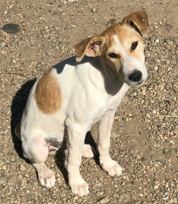 BANJO - reserviert Betty