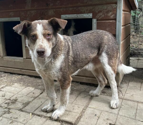 DOBBIE (♂) – Bild 2