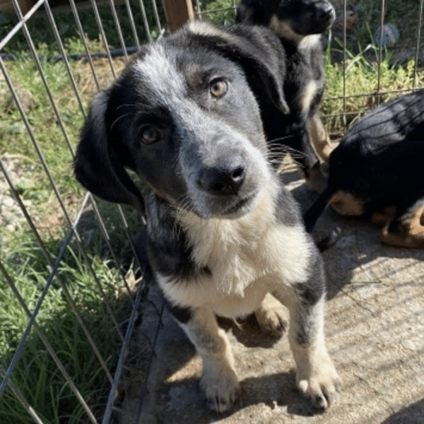 IGOR - in Rumänien vermittelt 10/23
