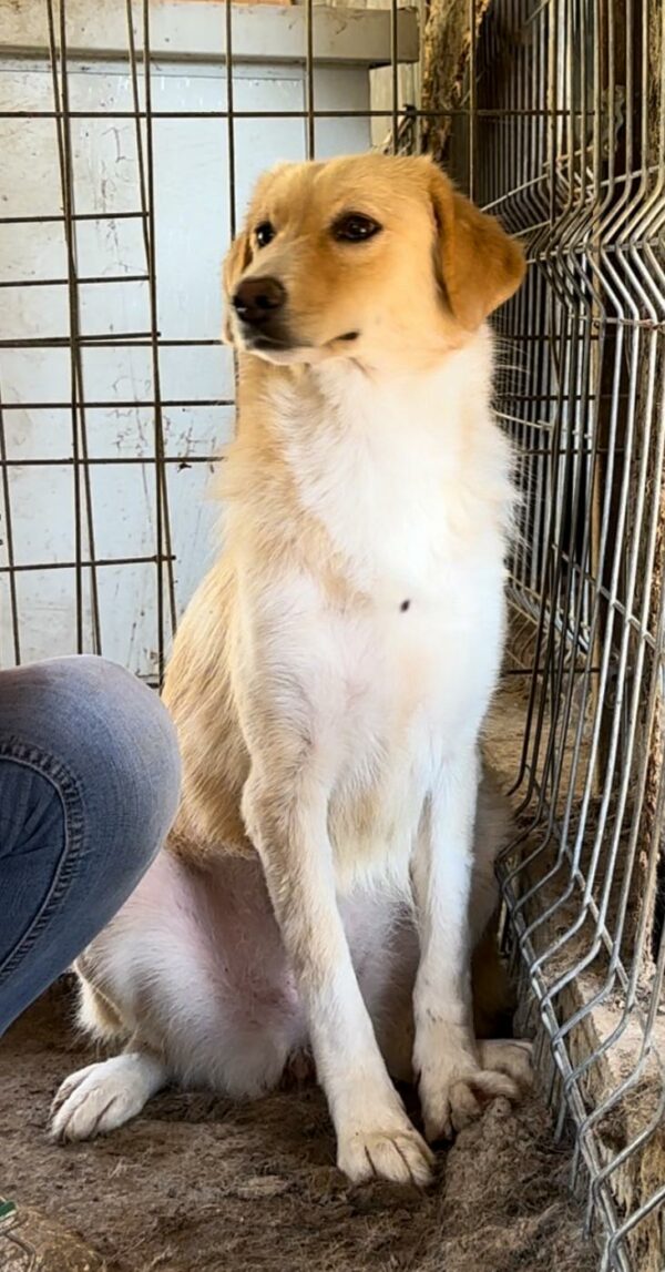 SKYLA (♀) – Bild 3