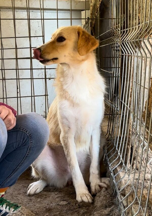 SKYLA (♀) – Bild 4