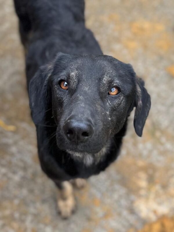 PERRY (♂) - geht im Kennel unter – Bild 2