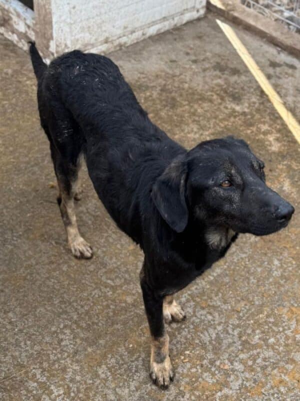 PERRY (♂) - geht im Kennel unter – Bild 4