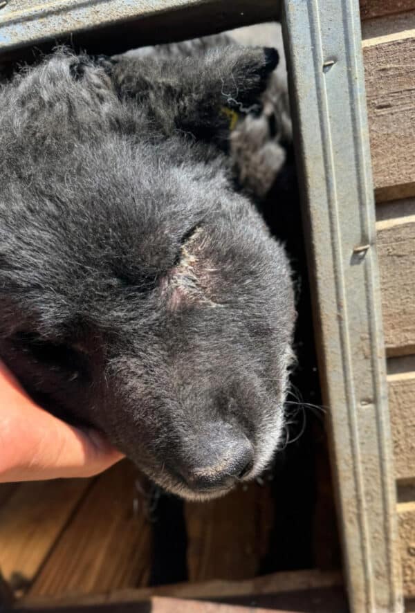 NIMO (♂) - NOTFALL, stark geschwollene Backe, Bisswunde! Interessenten vh. -  Nadine – Bild 3