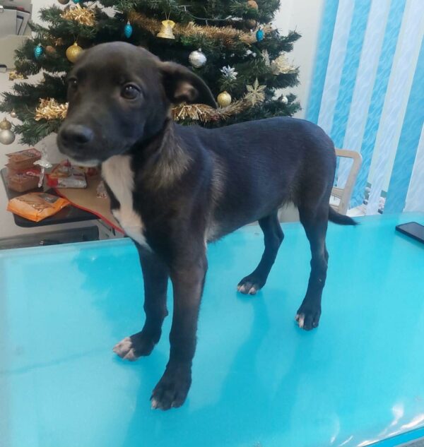 KODA - ausgereist zur Tierhilfe Lebenswert – Bild 2