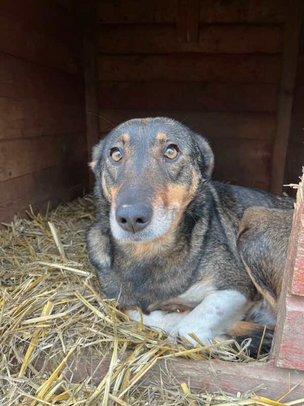 MISS SOPHIE (♀) - seit 2023 im Shelter – Bild 14