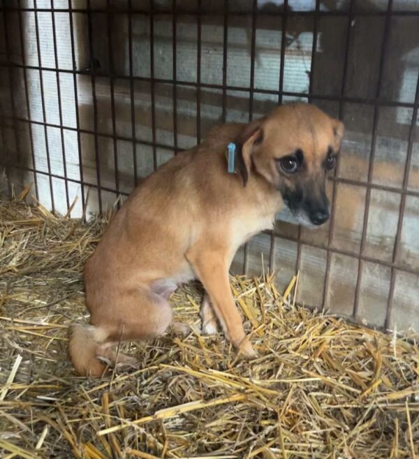 CHARLIE (♀) - med. Notfall im Shelter - jetzt auf PDR PS im PLZ Bezirk 35 – Bild 7