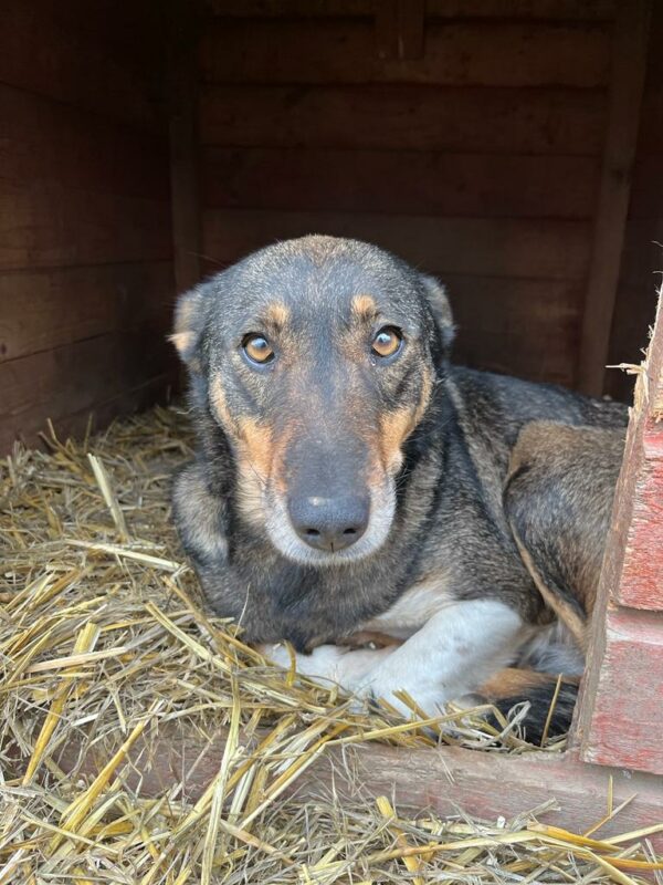 MISS SOPHIE (♀) - seit 2023 im Shelter – Bild 13