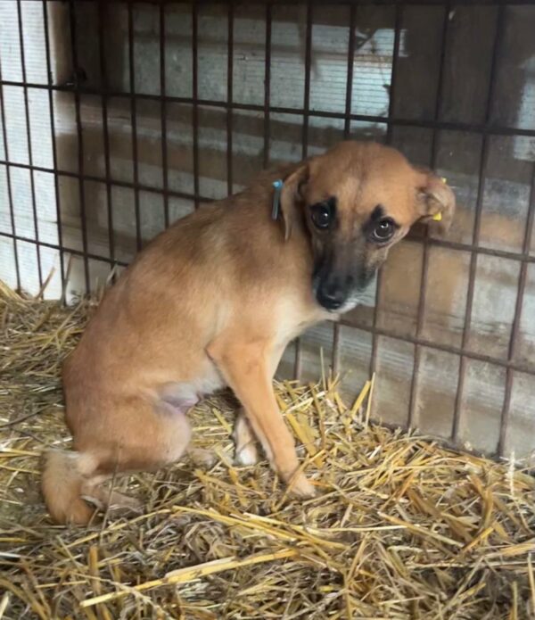 CHARLIE (♀) - med. Notfall im Shelter - jetzt auf PDR PS im PLZ Bezirk 35